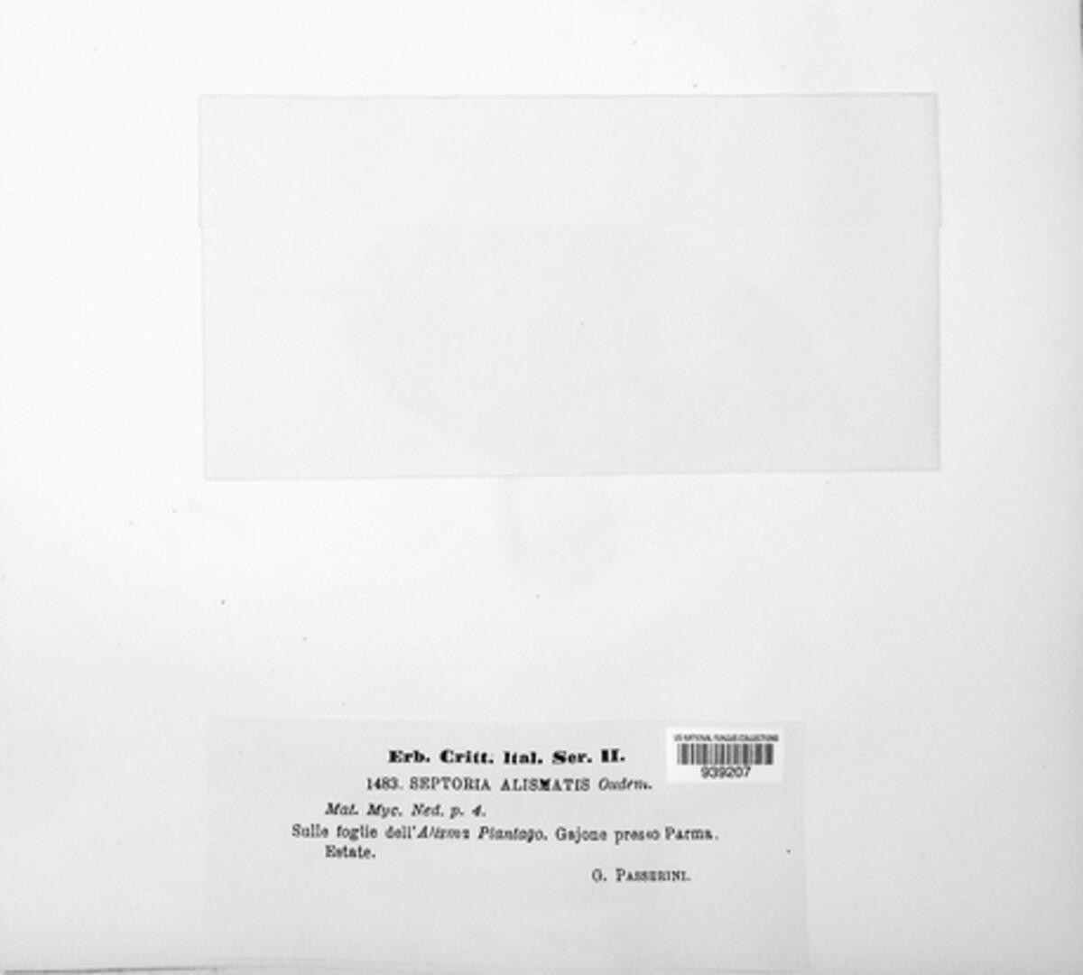 Plectosphaerella alismatis image